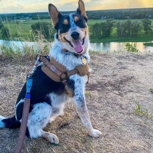 Tooling Chest Strap Dog Safety Training Belt Hand Holding Rope